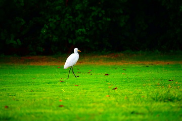 Beautiful nature and background with Little Egret