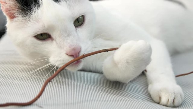 abby domestic shorthair cat grooming on the sofa looking at camera  4k video