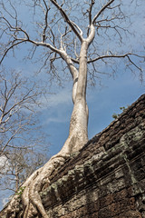 Fototapeta na wymiar rooftop tree in temple at Angkor Wat 