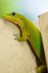 MAYOTTE 23