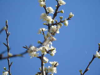 Liguria, Italy – 03/31/2019: Beautiful caption of the cherry tree and other different fruit plants with first amzing spring flowers in the village and an incredible blue sky in the background. 