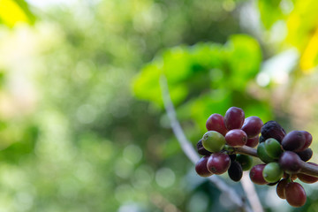 Coffee beans are unripe and ripe, Northern, Thailand.