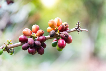 Coffee beans are unripe and ripe, Northern, Thailand.