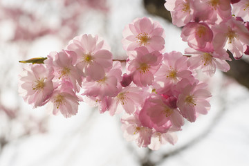 Blüten der japanischen Zierkirsche mit Wassertropfen