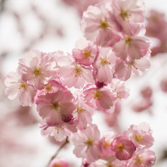 Blüten der japanischen Zierkirsche mit Wassertropfen