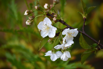 Close-up of White Cherry Blossoms, Nature, Macro