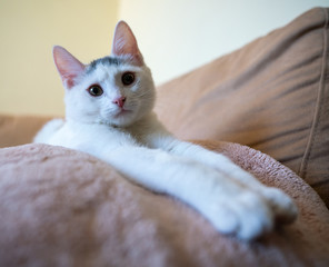 Beautiful white kitten looks into the camera lens