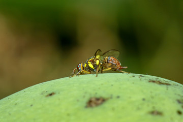 Close up yellow flower fly on mango