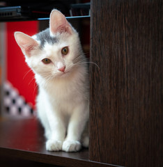 Beautiful white kitten looks into the camera lens