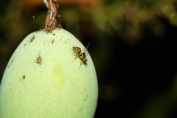 Close up yellow flower fly on mango
