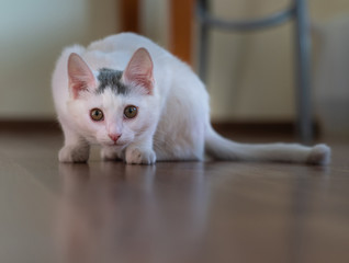 Beautiful white kitten looks into the camera lens