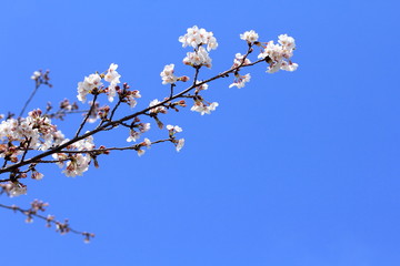 cherry blossoms bloom and blue sky