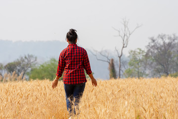natural traveler during walking in the Wheat Barley field in the harvest season
