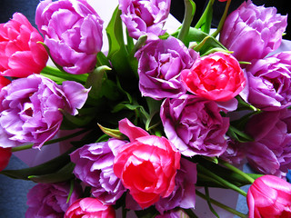 Bouquet:  purple and pink tulips
