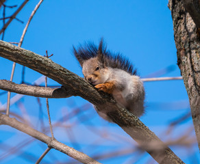 Beautiful fluffy squirrel sitting on a tree branch