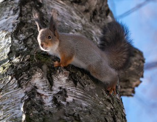 Beautiful fluffy squirrel sitting on a tree branch
