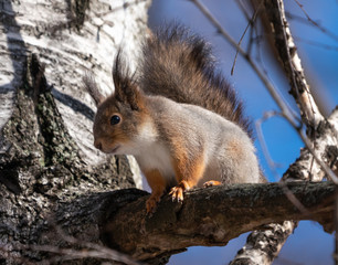 Beautiful fluffy squirrel sitting on a tree branch