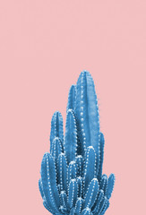 Blue cactus on pink background