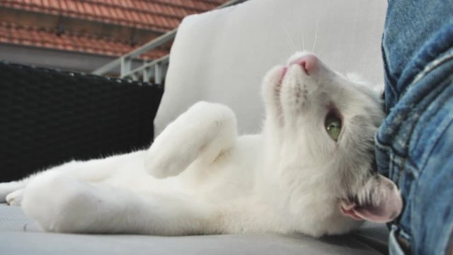 abby domestic shorthair cat grooming on the sofa looking at camera  4k video