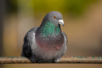 Close up of a pigeon / rock dove.  Taken in Cardiff, South Wales, UK