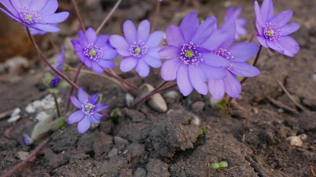 Liverworts moving on the cold spring wind ( Anemone Hepatica) close up shot on dark soil , one of the first flowers that appears at springtime. 