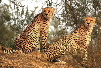 Zwei Geparden in großer Nähe im Hluhluwe Nationalpark in Südafrika