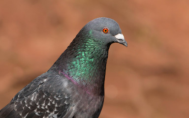 Close up of a pigeon / rock dove.  Taken in Cardiff, South Wales, UK