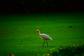 Beautiful nature and background with Little Egret