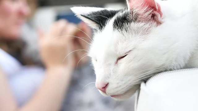 abby domestic shorthair cat grooming on the sofa looking at camera  4k video