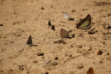 autumn butterfly a lot of on the sand