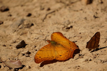butterfly on  the ground