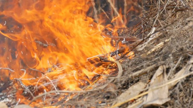 Burning dry grass and branches close up view. Dangerous wild fire in nature