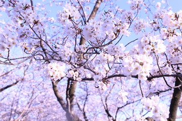 cherry blossom, sakura