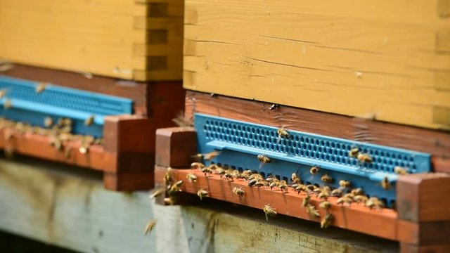 Honey bee flying around the beehives