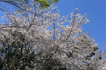 cherry blossom, sakura