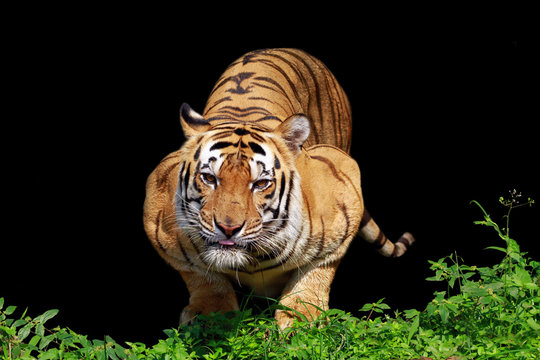A Sumatran Tiger ready to pounce, Indonesia