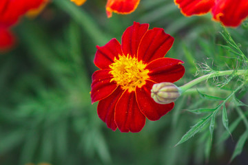 The flower is bright red orange with a yellow middle, shot close-up in the lush green grass
