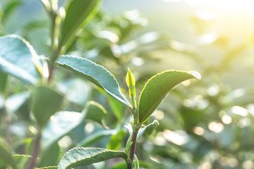 Fototapeta premium leaf of tea 