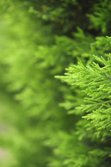 Background with branches of green plants. Botanical summer vertically oriented backdrop. arborvitae. juicy greens. 