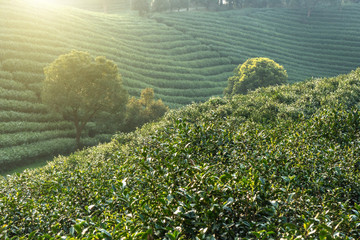 landscape of tea garden in hangzhou china