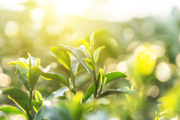 close-up of tea leaf 