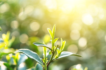Fototapeta na wymiar close-up of tea leaf 