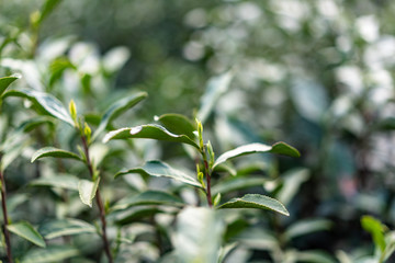 Fototapeta premium close-up of tea leaf 
