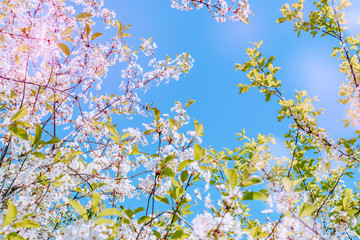 Blooming spring branches of cherry in the blue sky