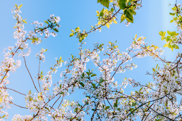 Blooming spring branches of cherry in the blue sky