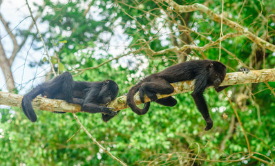 Two young monkeys sitting on a tree in the rainforest by Tikal - Guatemala