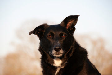 Fototapeta premium Black Doggy