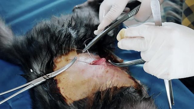 Cat neutering surgery , Veterinarians perform surgery cat 