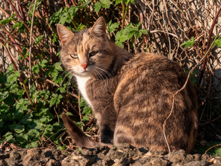 Naklejka na ściany i meble Stray tabby cat in the sun looking into the camera on a spring day