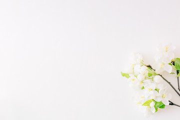 Flat lay composition with white spring flowers on white background